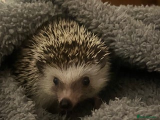 Mixed Breed reptiles - Advert 3