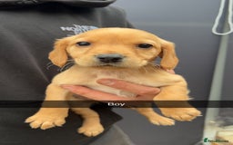 Cockerdor dogs for sale: 9 gorgeous cockerdor puppies  - Image 5