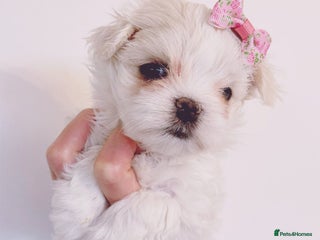 Maltese dogs 🩷Exclusive 🧬 DNA Tested 🧬 Full Korean Maltese🩵 - Advert 2