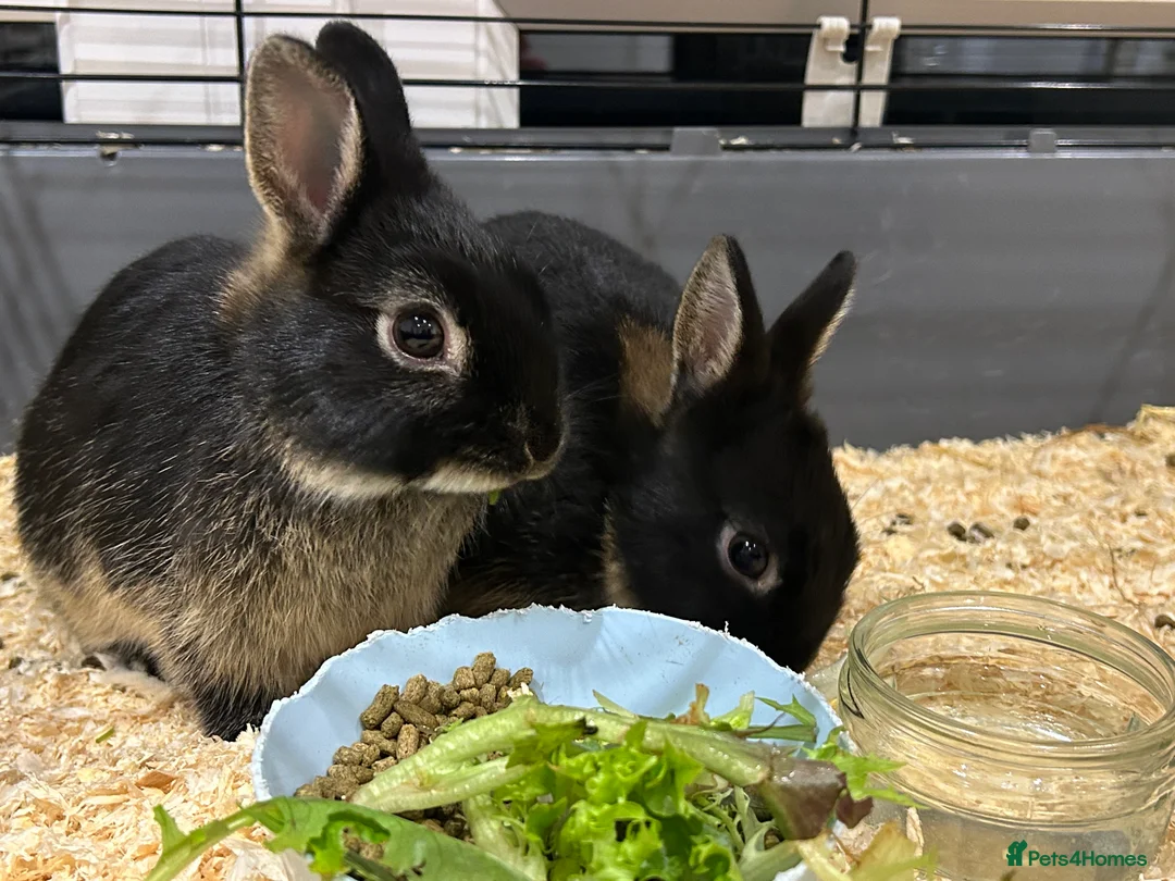 Netherland Dwarf rabbits for sale: Brother & sister Purebred bunnies: homed together  - Advert 2