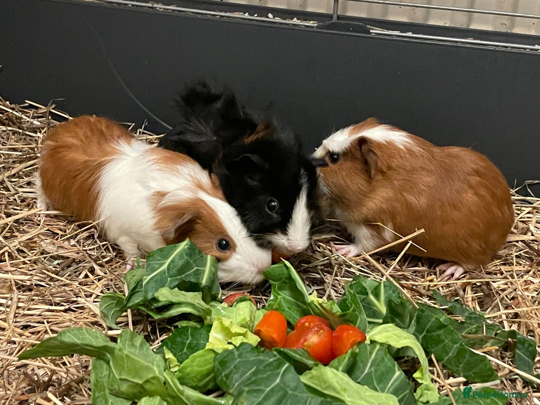 Guinea Pig rodents for sale: Baby Guinea Pigs - all male  - Advert 10