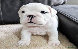 English Bulldog dogs for sale: Purebred English Bulldog Puppies ✨ - Image 3