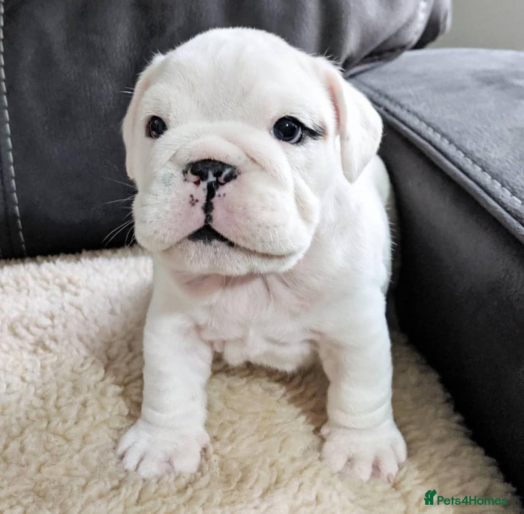English Bulldog dogs for sale: Purebred English Bulldog Puppies ✨ - Image 3