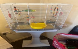 Budgerigars birds for sale: 2 budgies  - Image 4