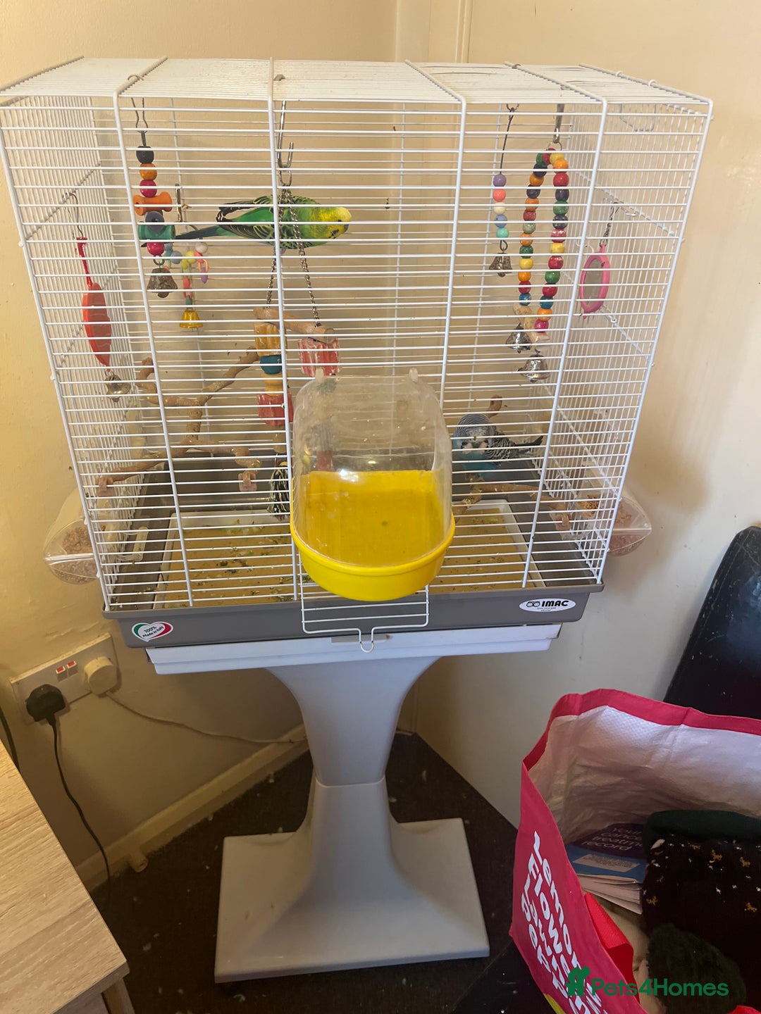 Budgerigars birds for sale: 2 budgies  - Image 4