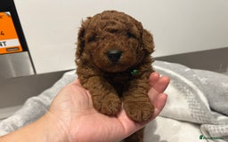 Toy Poodle dogs for sale: Adorable Deep Red Toy Poodle Puppies Available! 🐾 - Image 23