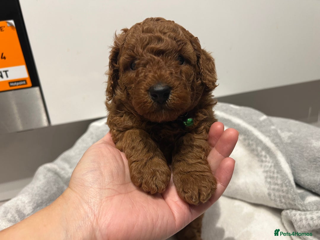Toy Poodle dogs for sale: Adorable Deep Red Toy Poodle Puppies Available! 🐾 - Image 23