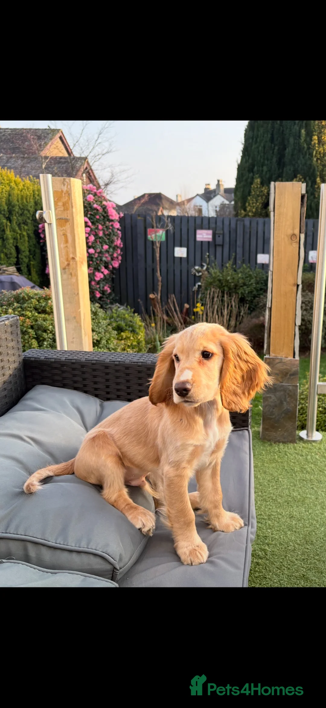 Cocker Spaniel dogs for sale: Beautiful 7 month old dog  - Advert 4