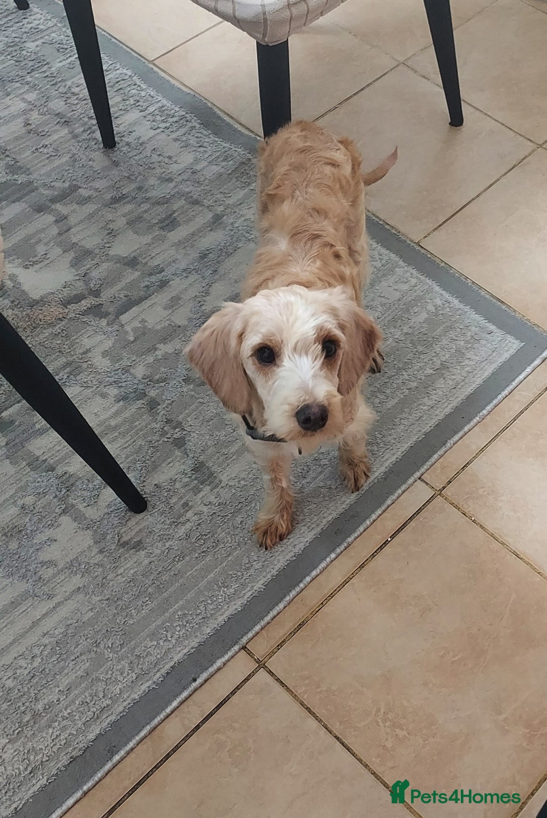 Cockapoo dogs for sale: Female apricot cockapoo  - Advert 5