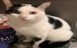 Mixed Breed cats for sale: Micha & Moochi - Image 2