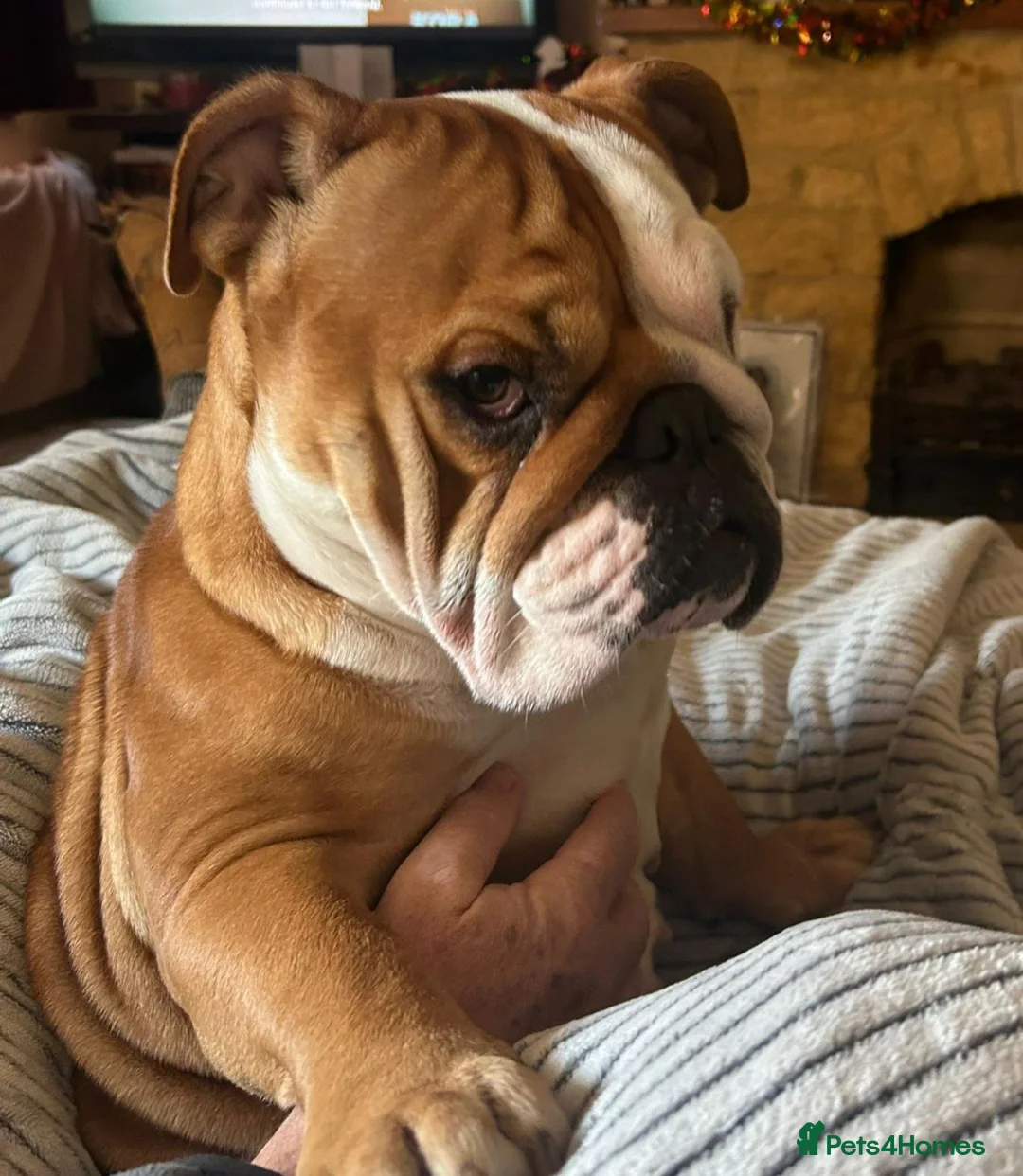 English Bulldog dogs for sale: Gorgeous English Buldog Puppies in Chipping Campden - Advert 6
