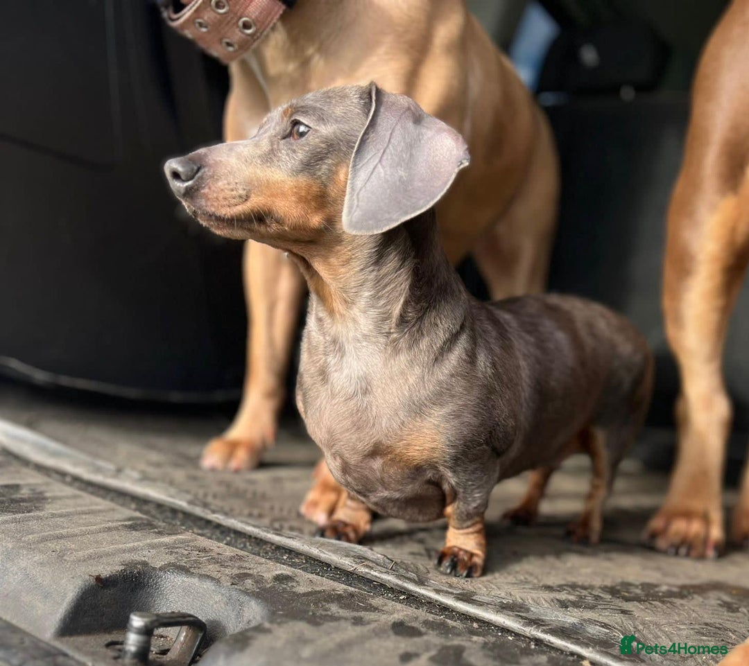 Dachshund dogs for sale: FREE TO THE PERFECT HOME - Advert 5