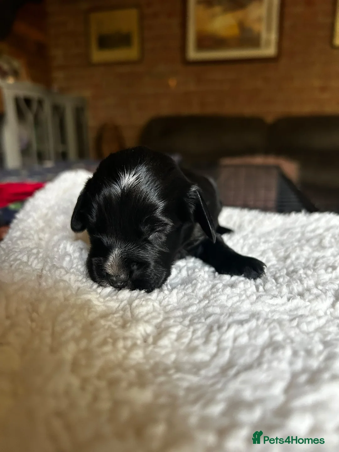 Sprocker dogs for sale: Sprocker puppies  - Advert 7