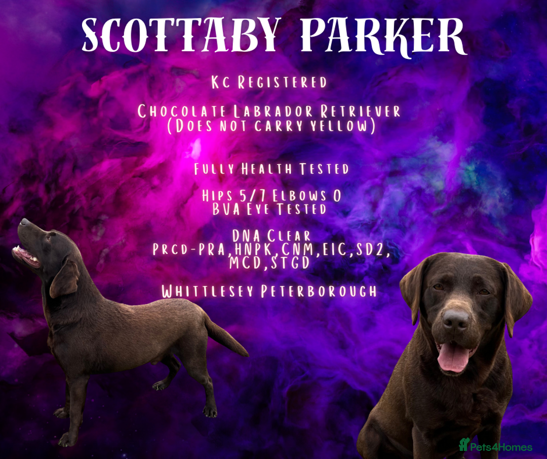 Labrador Retriever dogs for stud: Kc registered chocolate labrador - health tested  - Advert 1