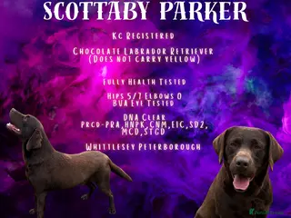 Labrador Retriever dogs Kc registered chocolate labrador - health tested - Advert 10