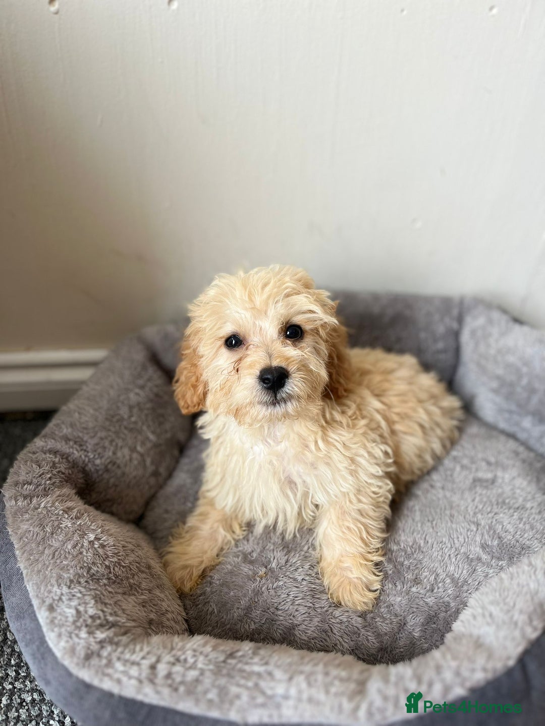 Cavachon dogs for sale: Cavapoochon 3 boys - Image 4