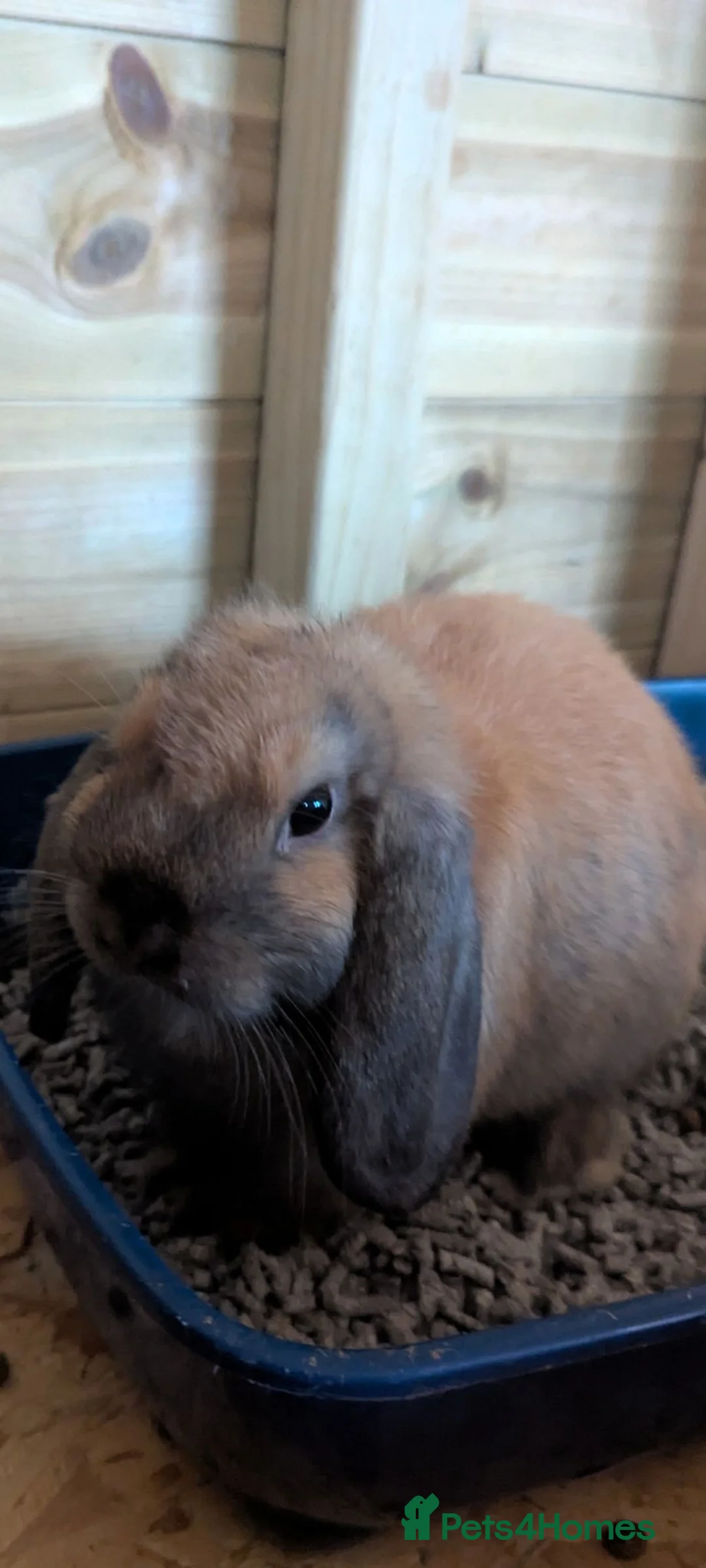 Mini Lop rabbits for sale: Pure bred mini lop baby rabbits  - Advert 2