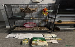 Sugar Glider rodents for sale: Two female sugar gliders with full set up - Image 2