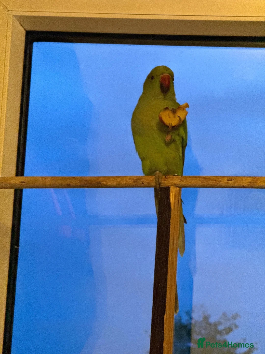 Ringnecks birds for sale: Lovely tamed baby indian ringneck in Wigston - Advert 2