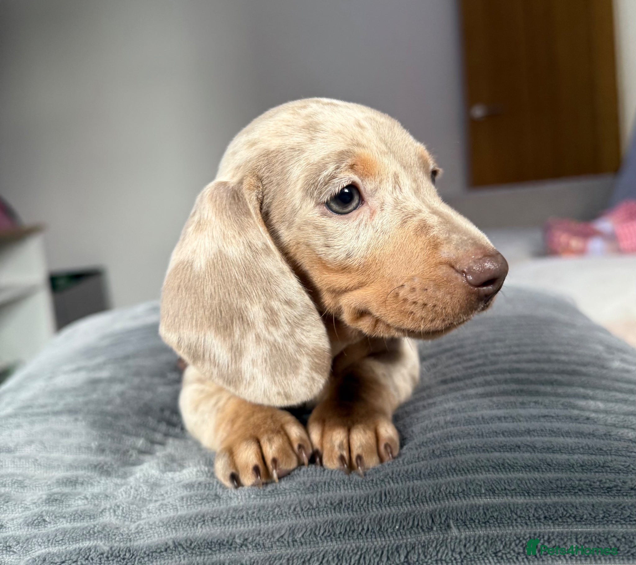 Miniature Dachshund dogs Champion Bloodline - Miniature Dachshund Puppies - Advert 3