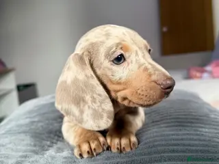 Miniature Dachshund dogs Champion Bloodline - Miniature Dachshund Puppies - Advert 5