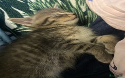Ragdoll cats for sale: 3 cute boys ready for reservation 🐱 - Image 8