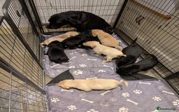 Labrador Retriever dogs for sale: Labrador Retriver Pupies For Sale - Image 8