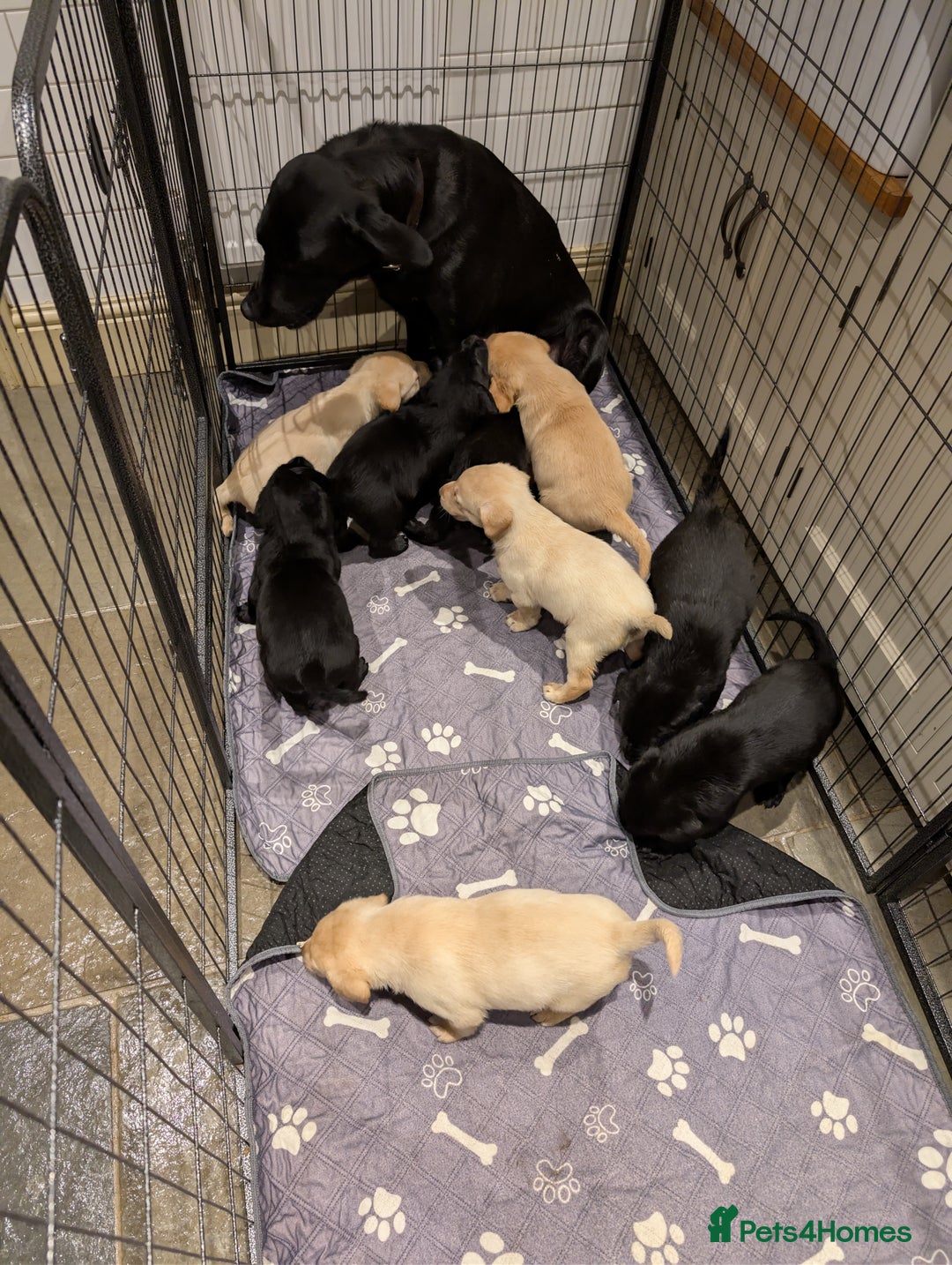 Labrador Retriever dogs for sale: Labrador Retriver Pupies For Sale - Image 8