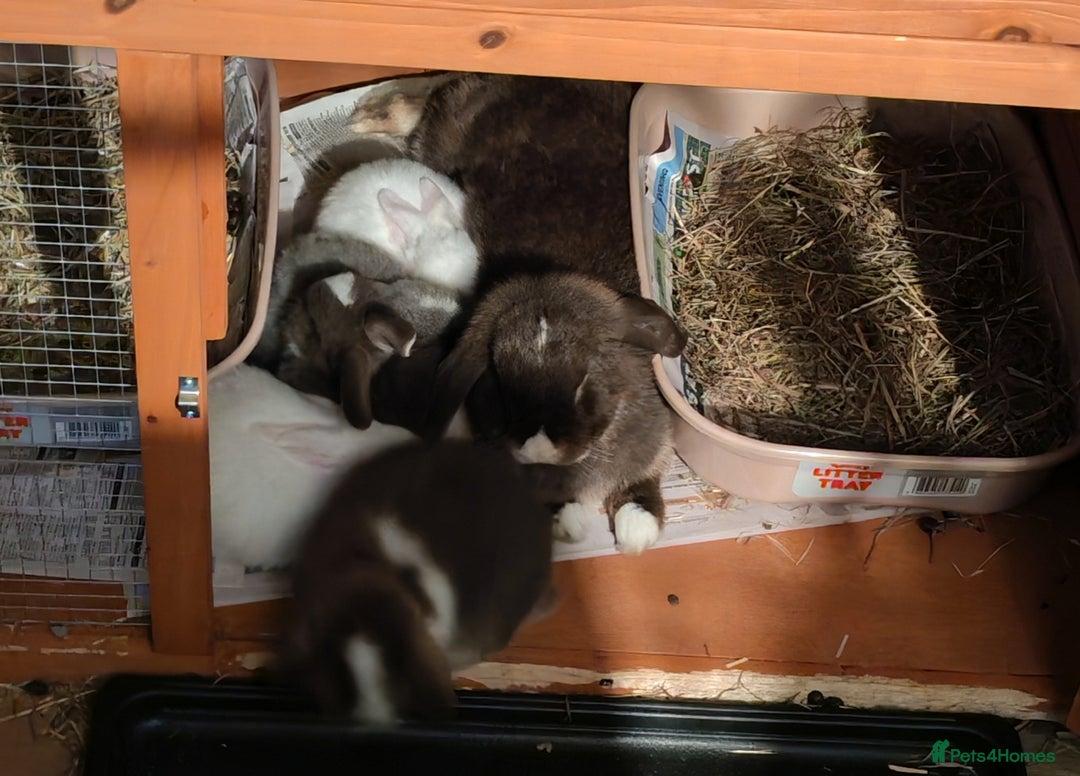 Mini Lop rabbits for sale: Mini lops - Image 13