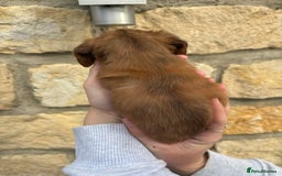 Miniature Dachshund dogs for sale: Gorgeous Long &short haired mini dachshund puppies - Image 8