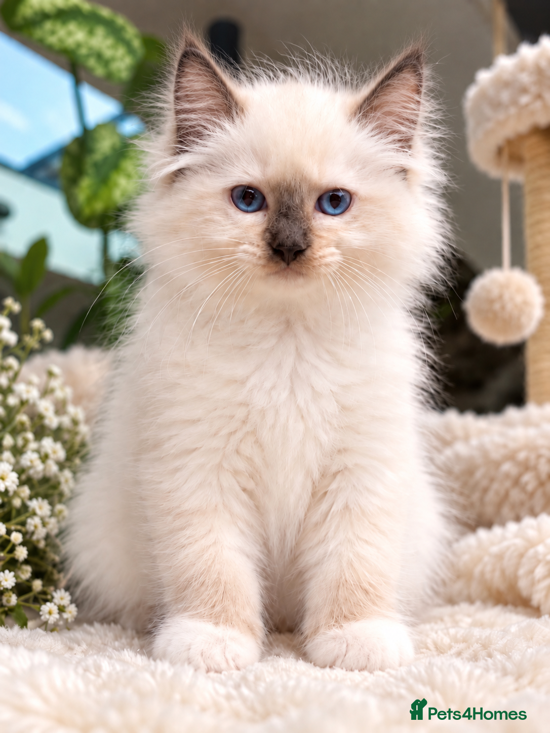 Ragdoll cats 🏆Sired by Imperial Grand Champion TICA REGISTERED - Advert 2