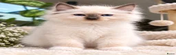 Ragdoll cats for sale: 🏆Imperial Grand Champion Sons! - Advert 24