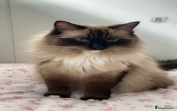 Ragdoll cats for sale: 2 Ragdolls M/F - Image 5