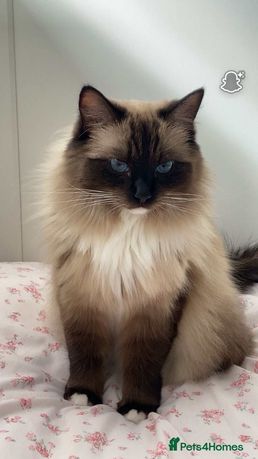 Ragdoll cats for sale: 2 Ragdolls M/F - Image 5