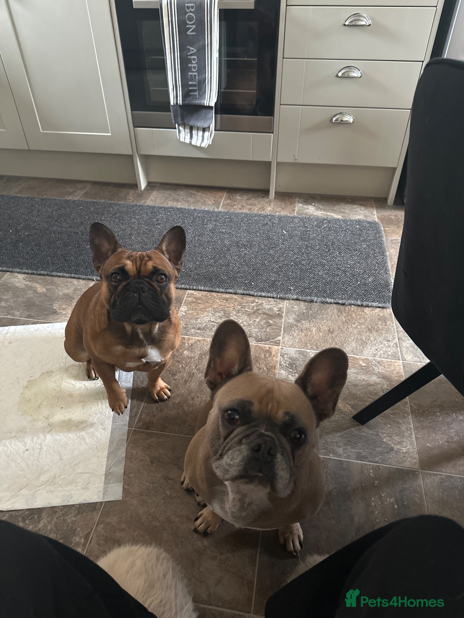French Bulldog dogs Last 2 remaining puppies - Advert 3