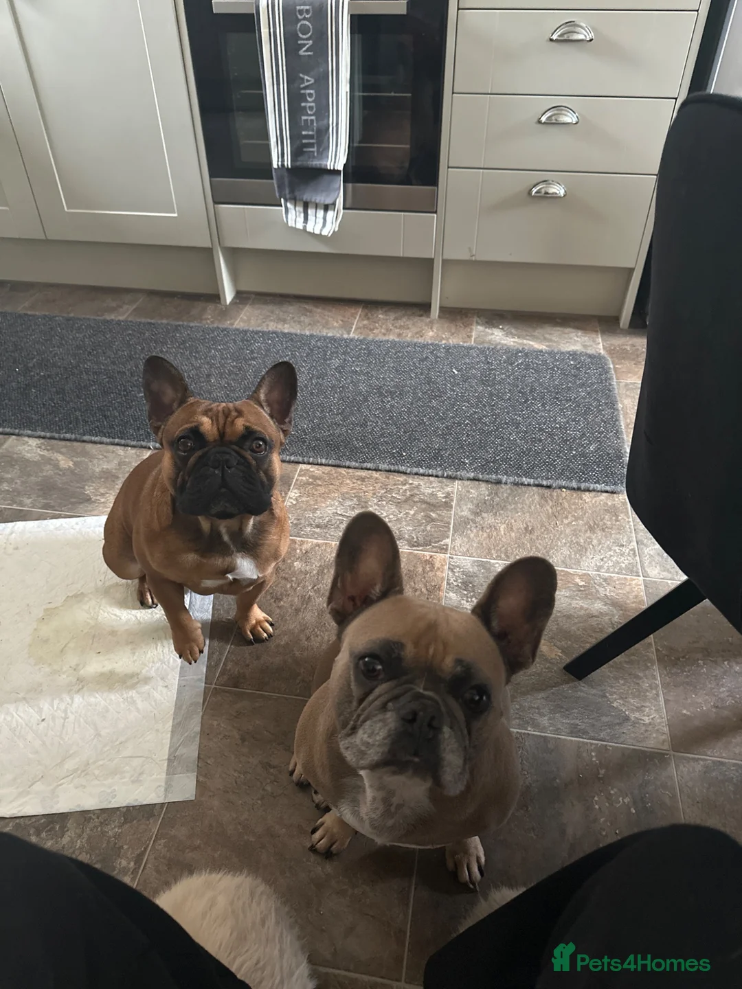 French Bulldog dogs for sale: Last 2 remaining puppies in Rhyl - Advert 1