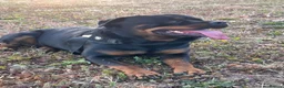 Rottweiler dogs for stud: Handsome male Rottweiler 2 years  - Advert 3