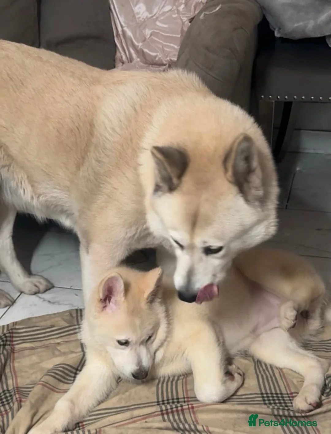 Siberian Husky dogs for sale: Siberian husky  in Dudley - Advert 1