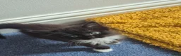Mixed Breed cats for sale: Beautiful kittens ready for new home - Advert 12