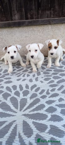 Jack Russell dogs - Advert 16