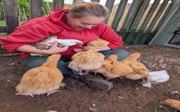 Chickens poultry for sale: 4 Buff Orpington Cockerels 6 weeks old - Image 2
