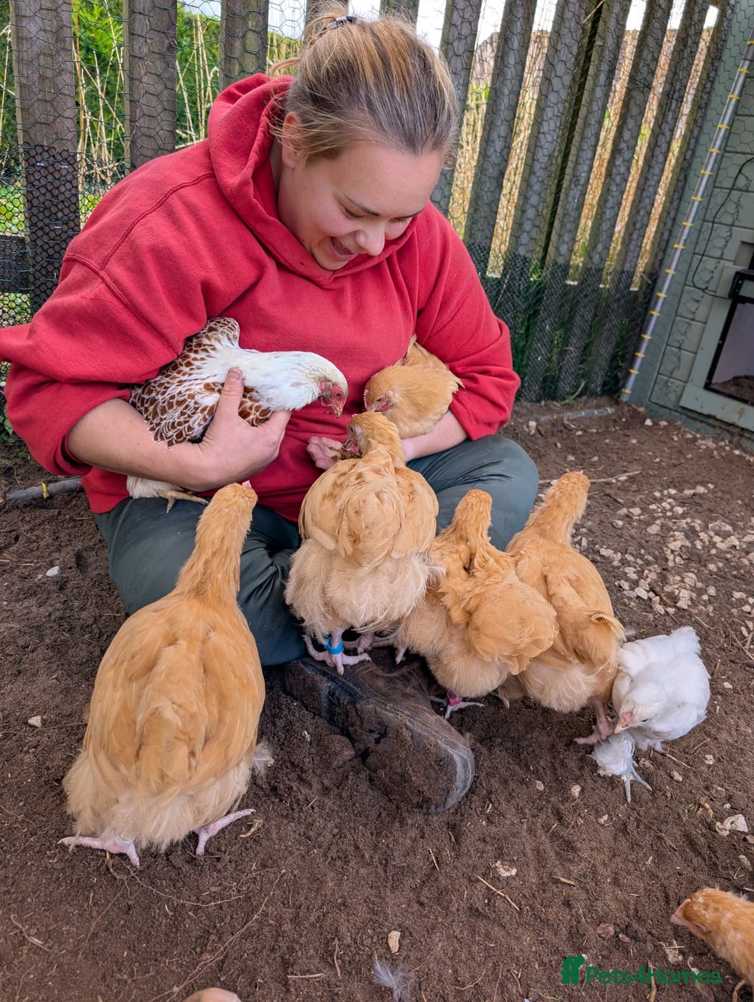 Chickens poultry for sale: 4 Buff Orpington Cockerels 6 weeks old - Image 2