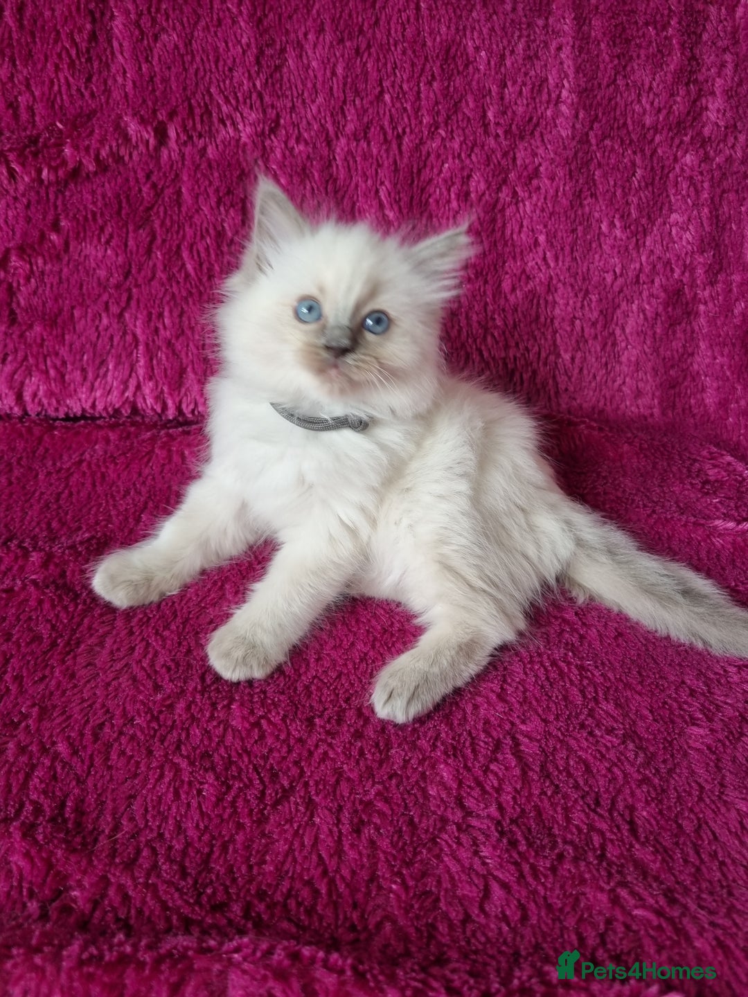 Ragdoll cats for sale: Ready Now Last Ragdoll Girl DNA tested  - Image 8