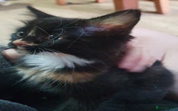 Mixed Breed cats for sale: Fluffy and short haired bundles of joy - Image 15