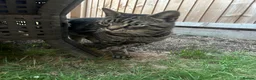 Domestic Shorthair cats for sale: Cat needing rehoming in Manchester - Advert 5