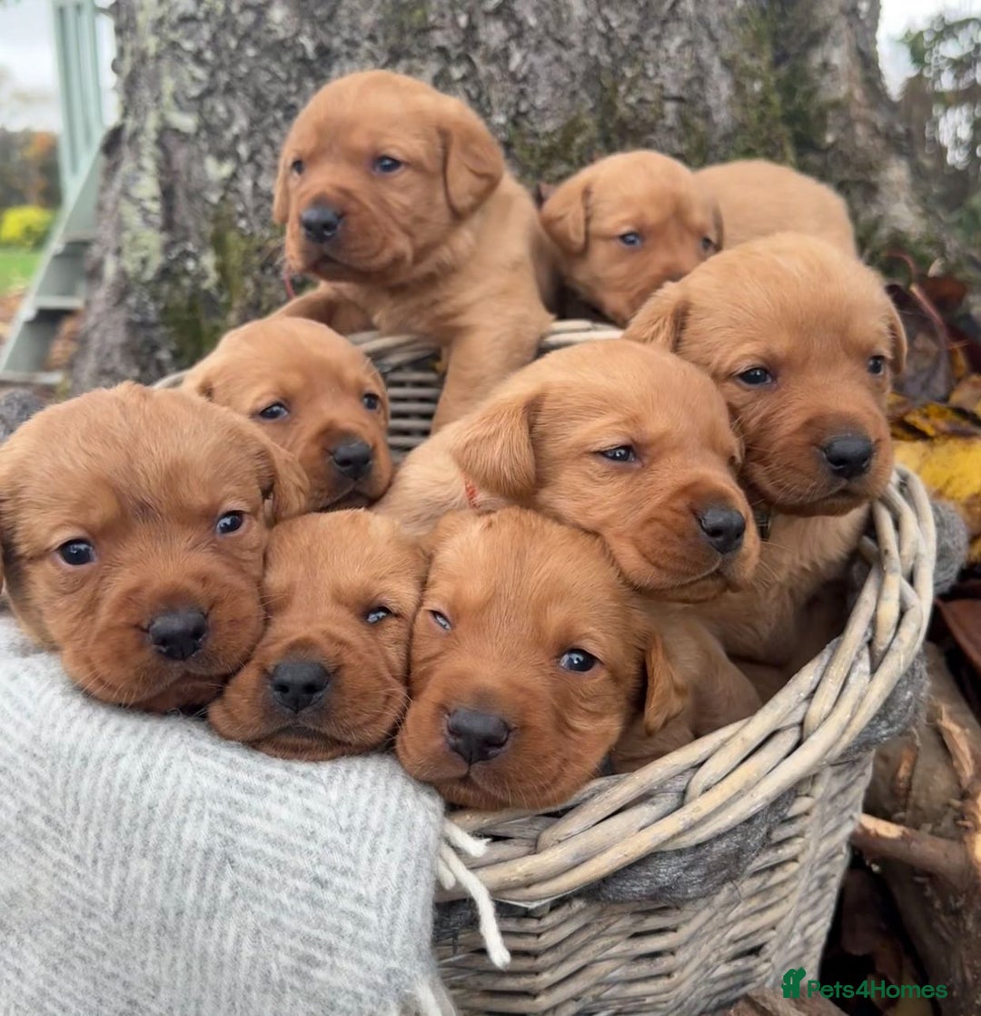 Labrador Retriever dogs for sale: Stunning litter of KC fox red labradors  - Advert 2