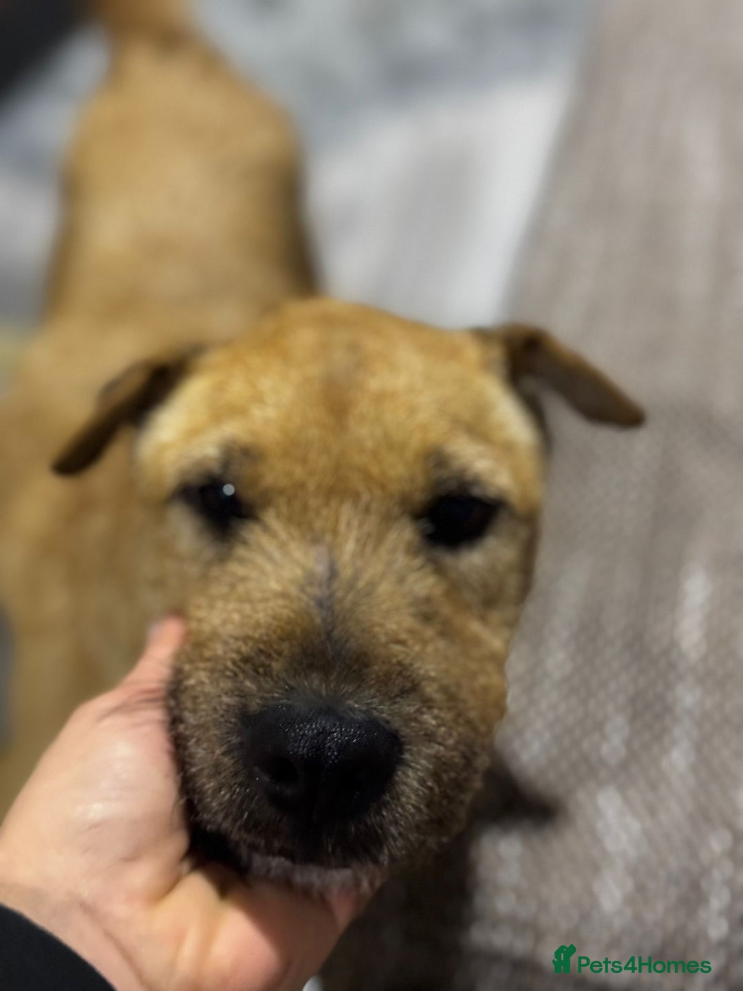 Mixed Breed dogs for adoption: Sweet Molly Needs Love  - Advert 13