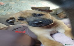 Mixed Breed dogs for sale: 3 puppies left. We have 2 girls and a boy  - Image 6