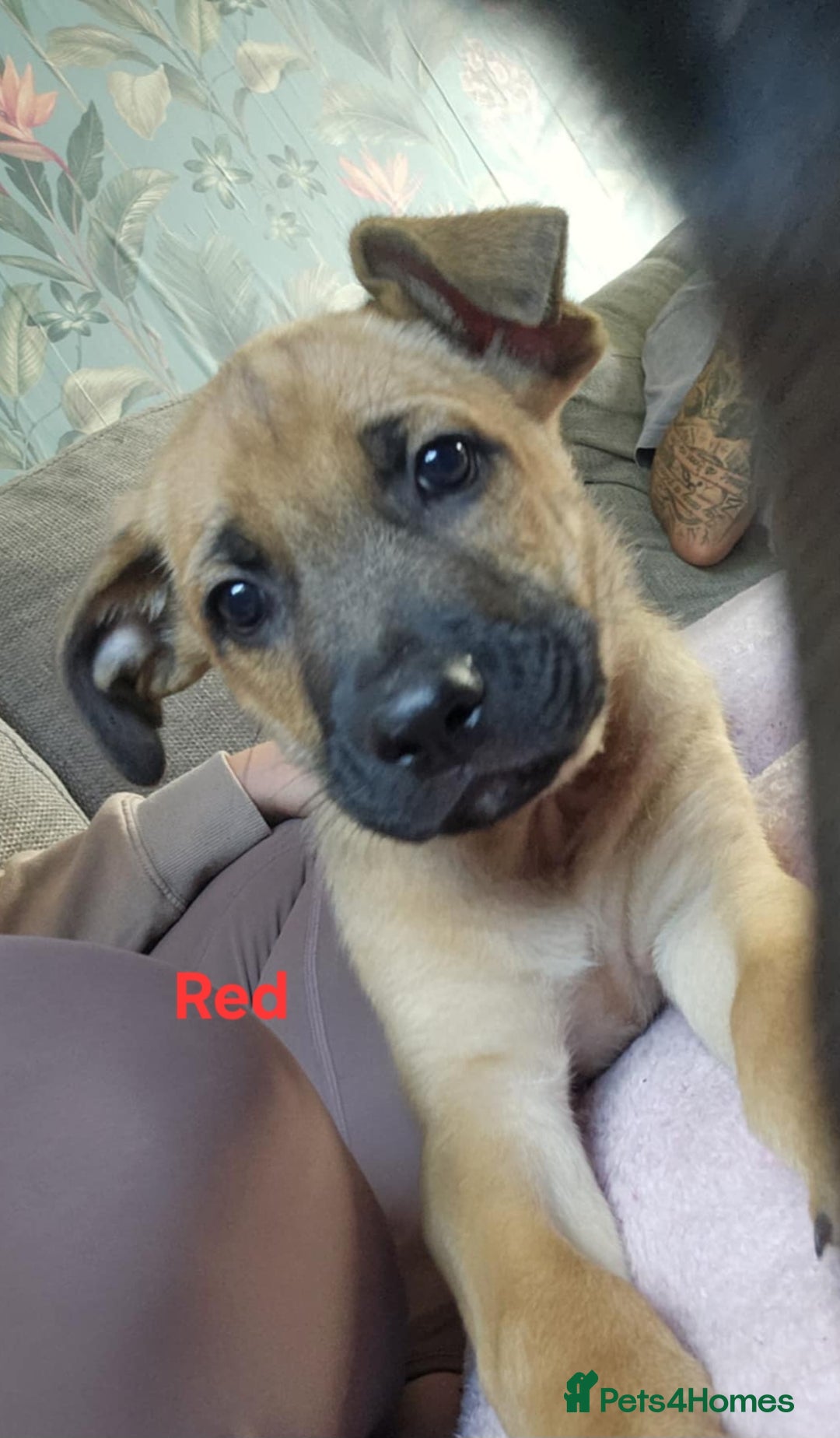 Mixed Breed dogs for sale: 3 puppies left. We have 2 girls and a boy  - Image 6