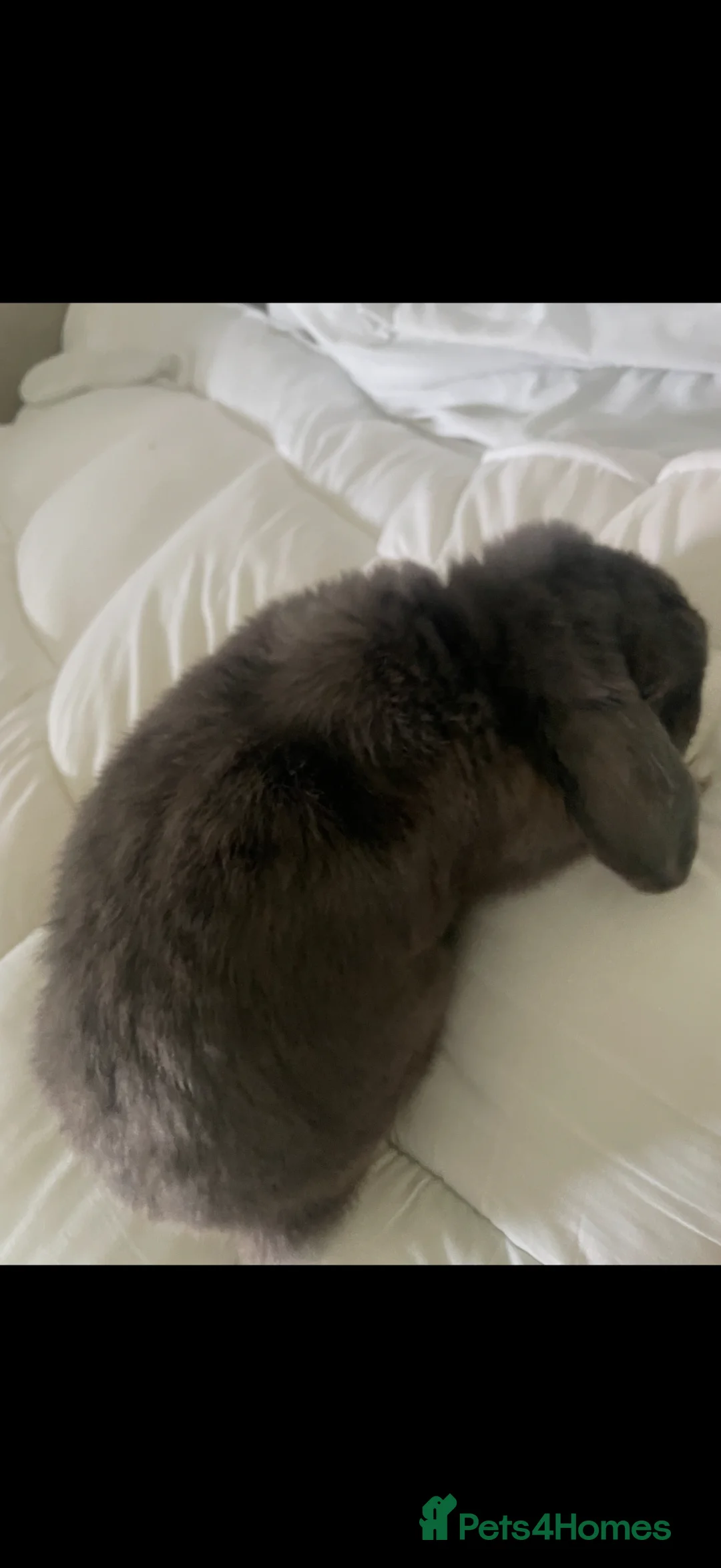 Dwarf Lop rabbits for sale: Grey Male rabbit - Advert 3
